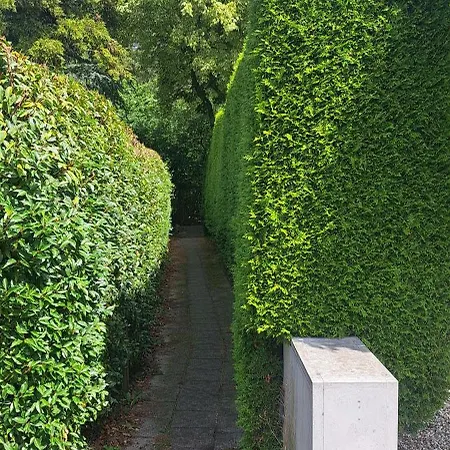 Orchidee 에르멜로